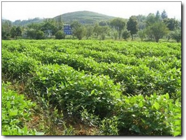 武夷岩茶大观园_武夷山武夷岩茶大观园_武夷岩茶大观园