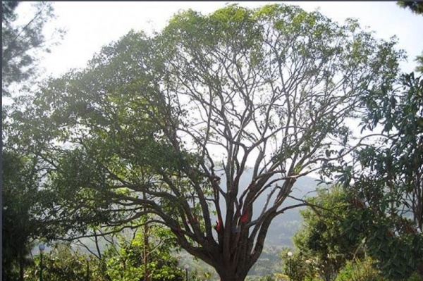 宁德荡岐山庄_福安荡岐山庄(福建宁德)_荡岐山庄