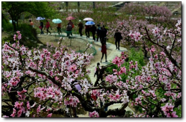 宁德虎头村桃花_福安虎头村桃花(福建宁德)_虎头村桃花