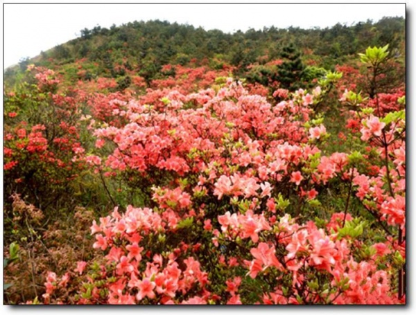 宁德白溪草场_古田白溪草场(福建宁德)_白溪草场