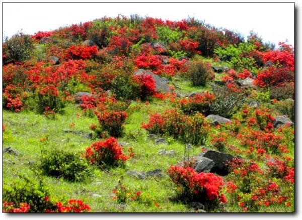 宁德高岗山_古田高岗山(福建宁德)_高岗山