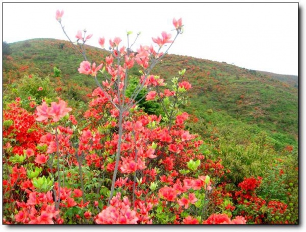 宁德第一旗山_蕉城第一旗山(福建宁德)_第一旗山