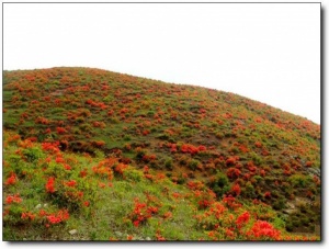 宁德第一旗山_蕉城第一旗山(福建宁德)_第一旗山