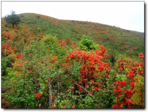 宁德第一旗山_蕉城第一旗山(福建宁德)_第一旗山