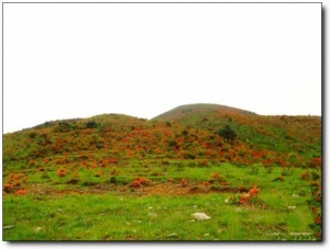 宁德第一旗山_蕉城第一旗山(福建宁德)_第一旗山