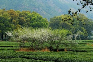 宁德霍童溪_蕉城霍童溪(福建宁德)_霍童溪