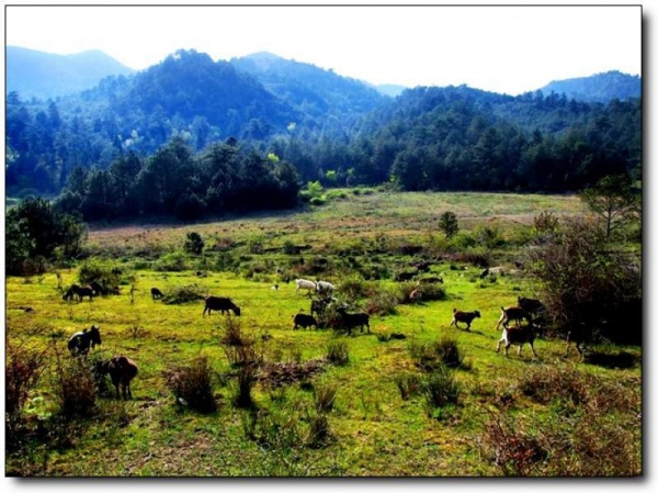 宁德仙山牧场_屏南仙山牧场(福建宁德)_仙山牧场