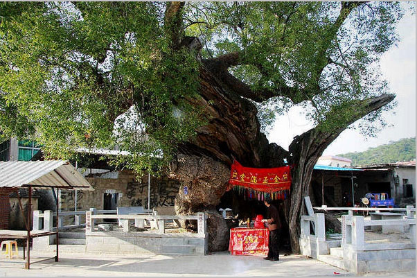 同安洪塘镇郭山村[公婆樟] - 树神 (1)_同安洪塘镇郭山村公婆樟-树神