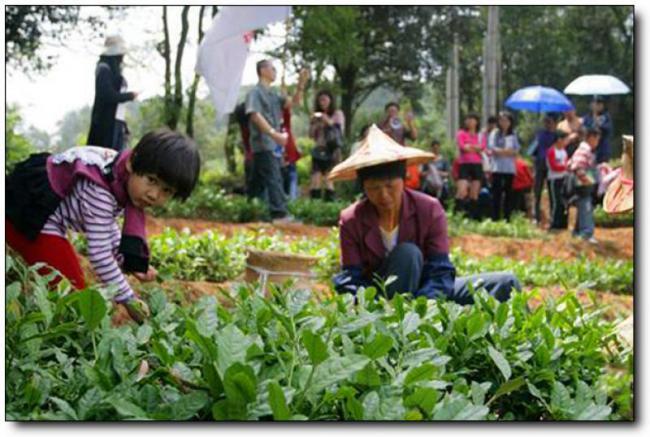 森林公园 (3)_清源山茗山茶村