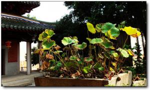 鲤城承天寺 (6)_鲤城承天寺