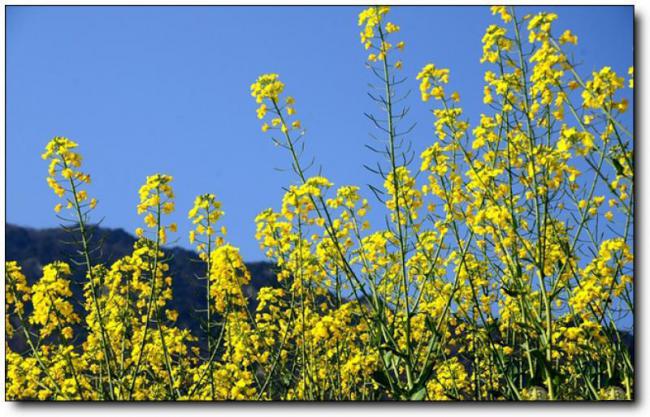 泉港小坝村油菜花 (1)_泉港小坝村油菜花