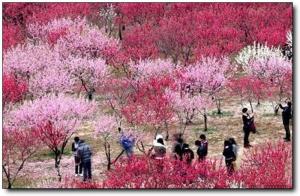 晋安国家森林公园 (5)_晋安国家森林公园