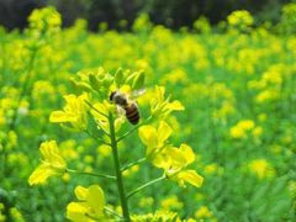 闽侯梧桐下村油菜花田 (4)_闽侯梧桐下村油菜花田