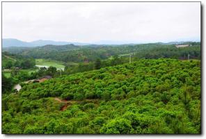 长汀杨梅山庄 (3)_长汀杨梅山庄