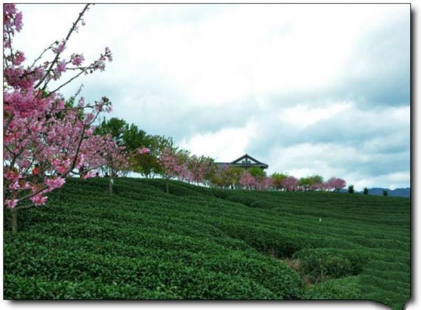 漳平台品樱花茶园 (1)_漳平台品樱花茶园