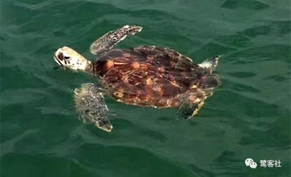 重磅：厦门鳄鱼屿惊现一只小海龟畅游大海，您知道它是什么龟吗