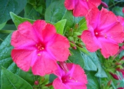 福建闽南七夕习俗采摘胭脂花