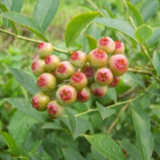 来场树枝到舌尖的美食旅行吧