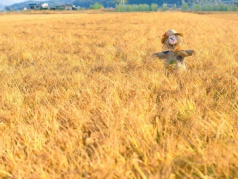 武夷南麓最美收割之旅，这个国庆，共游山水，共体秋收，共享农乐！