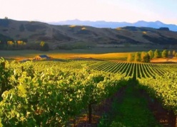 发现纯净的新西兰——新西兰葡萄酒第一级认证课程