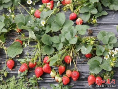 【赏花采摘】十里蓝山花海+古重山金黄油菜花+采摘草莓