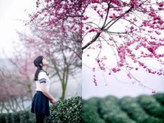 樱花绽放之日，约定归来之时