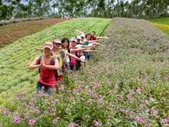 清明踏青|古山重赏桃花，玛琪雅朵花海一日互动