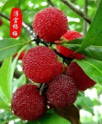 【端午特惠88元/人】——浮宫采摘杨梅一日互动