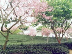 【特价95】1月2728号两期永福赏最美樱花